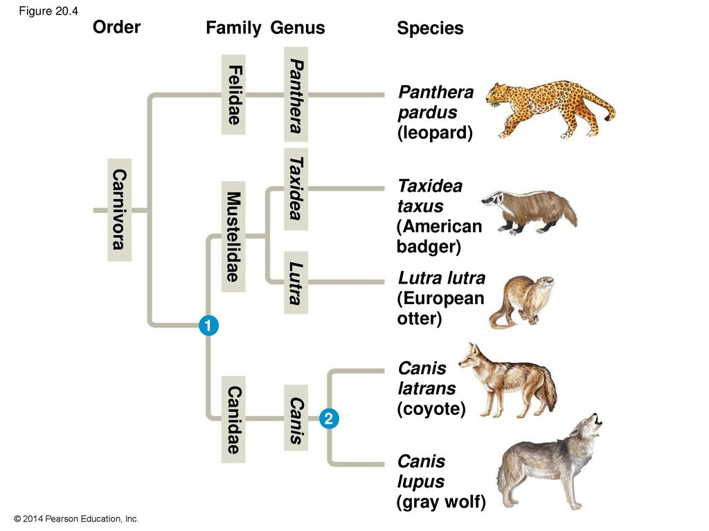 Felidae phylogenetic tree hotsell